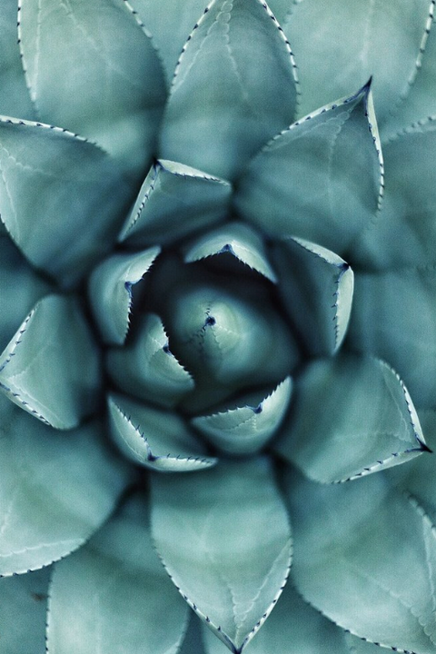 The TRUTH About Agave