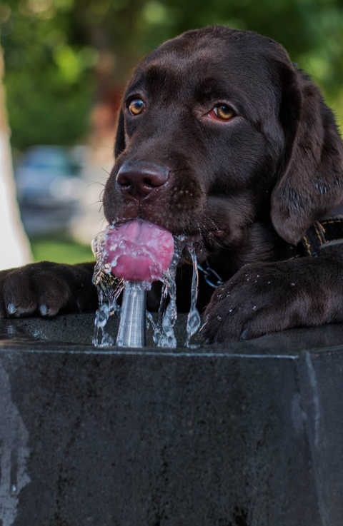 How To Hydrate Better