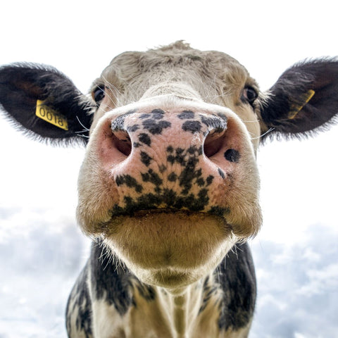 Myths About Veganism